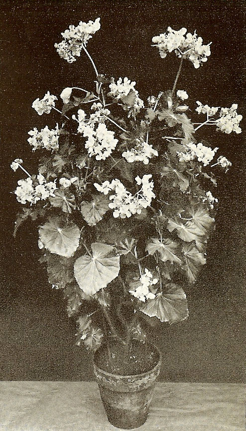 B. roezlii var. roezlii